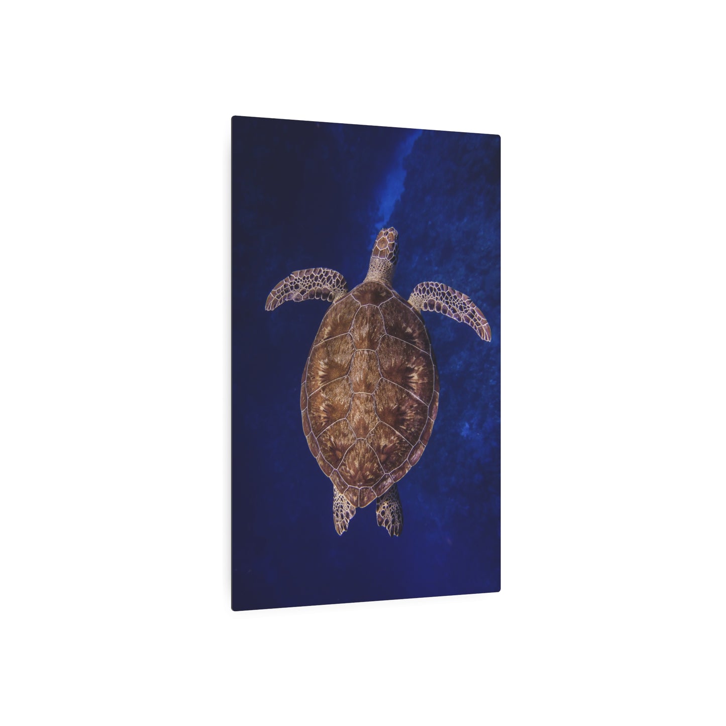 "Shiny Shell" Metal Print