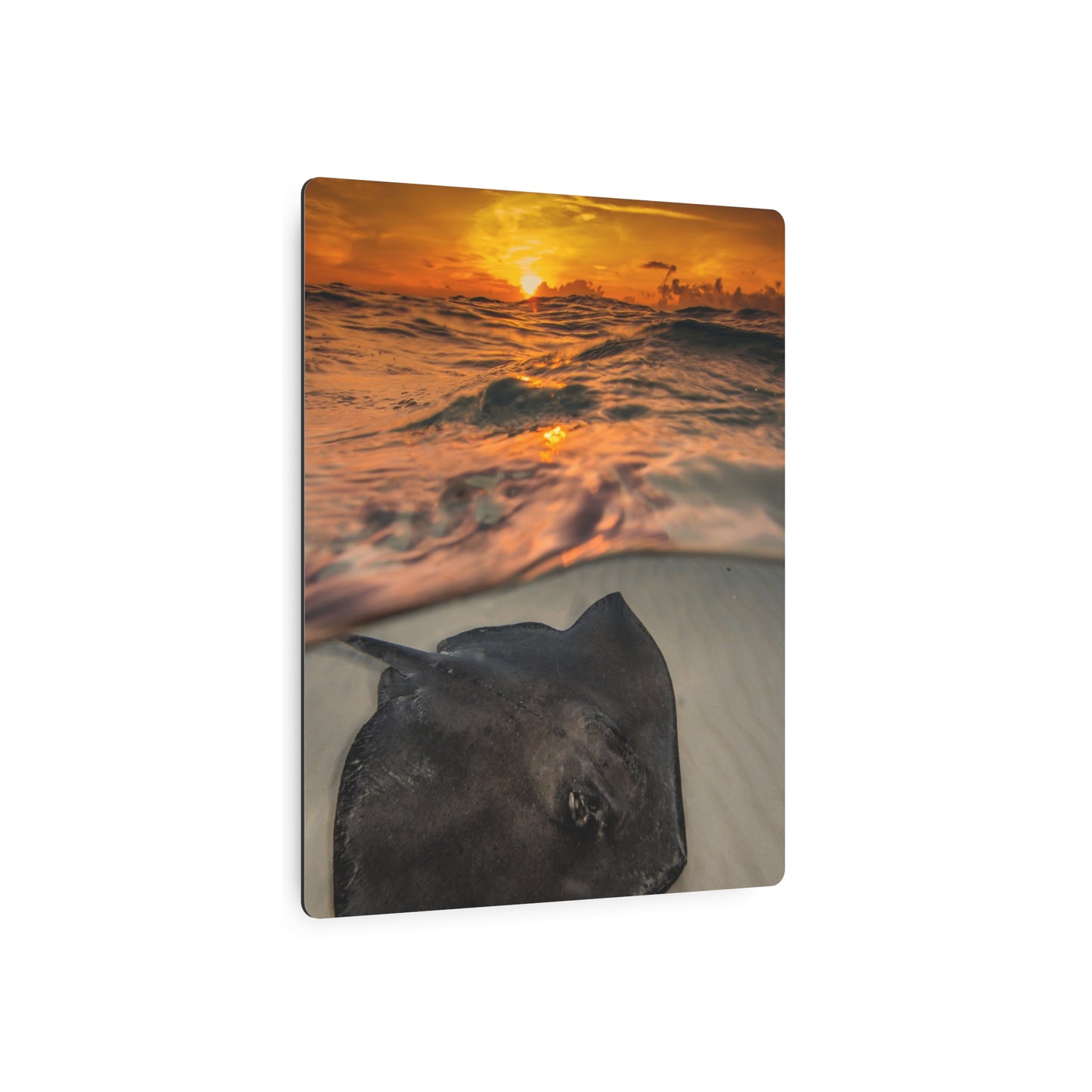Metal Wall Art - Southern Atlantic Stingray At Sunrise - Grand Cayman