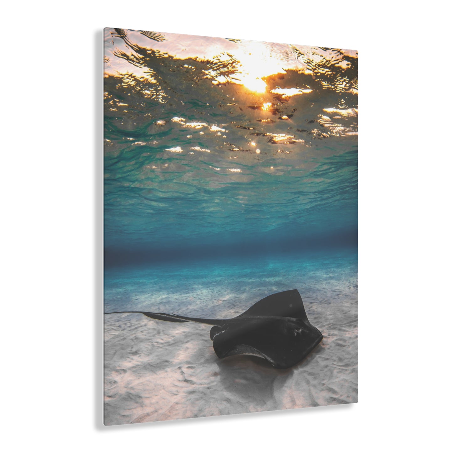 Acrylic Wall Art - A Southern Atlantic Stingray Swimming A Sunrise - Grand Cayman