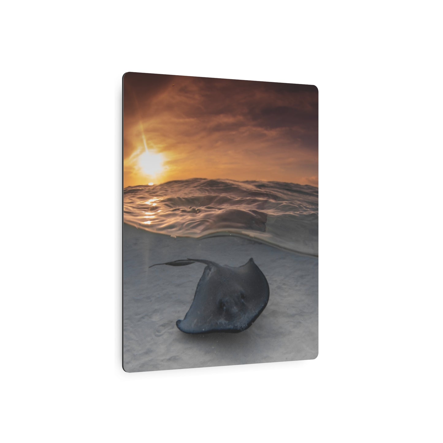 "Stingray Swims" Metal Print