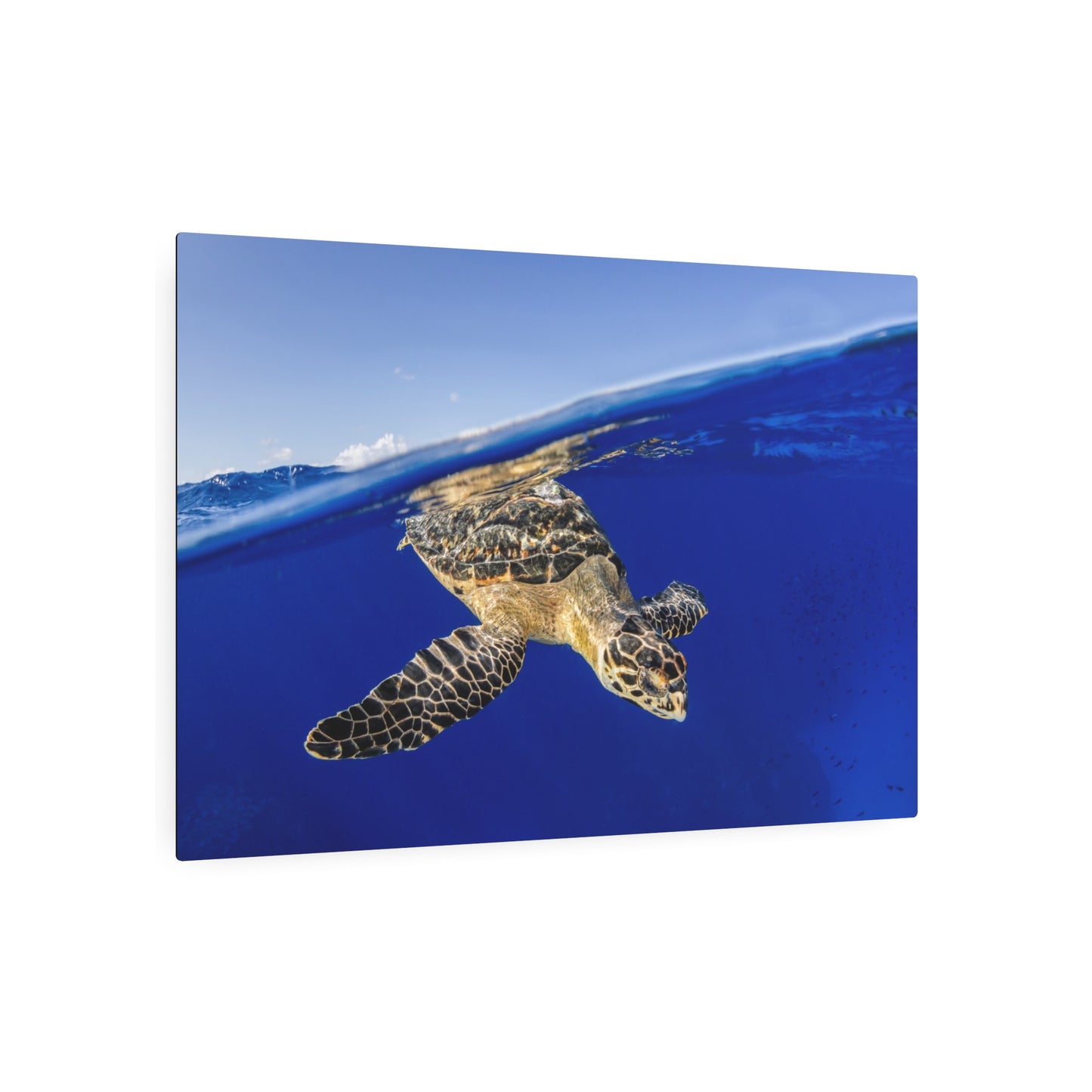 Hawksbill Turtle Dive Grand Cayman - Metal Print