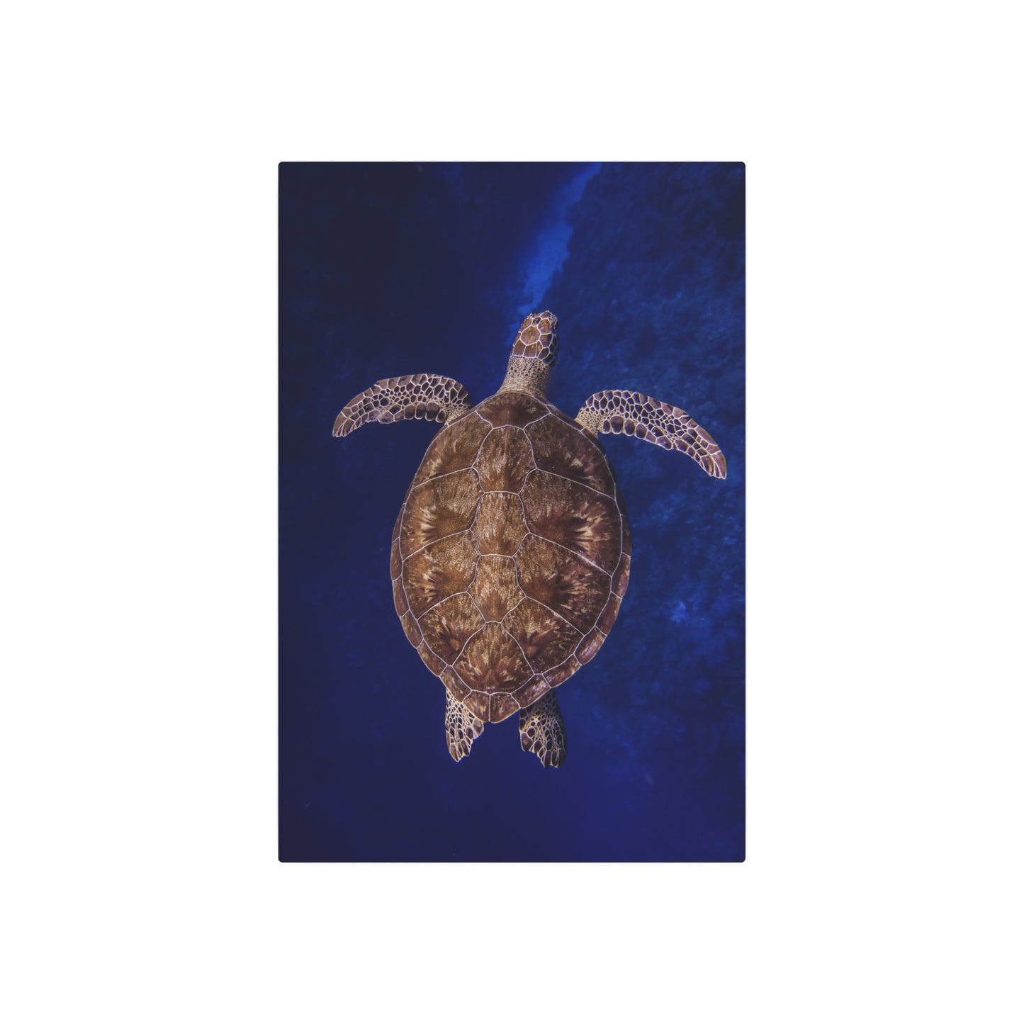 "Shiny Shell" Metal Print