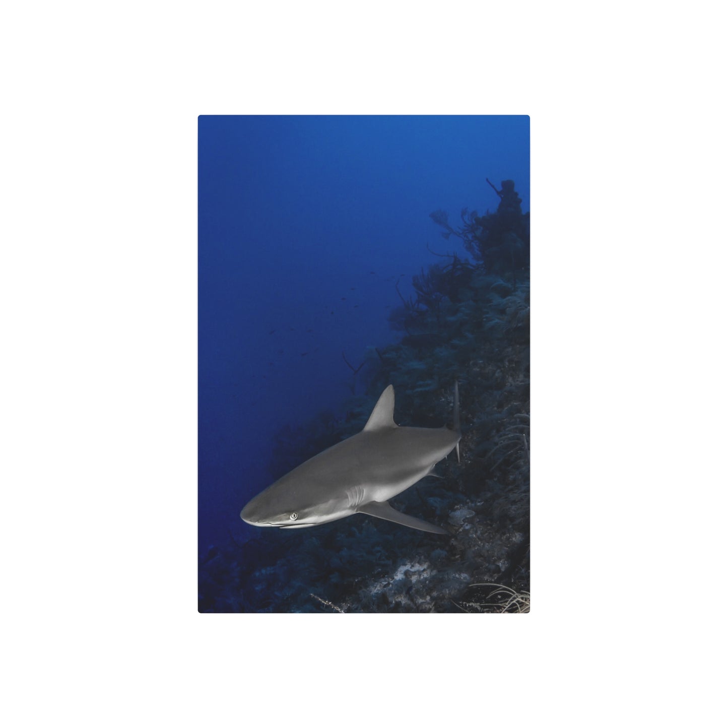 "Grey Day" Metal Print