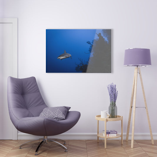 Acrylic Wall Art - Reef Shark Cruises the North Wall - Grand Cayman