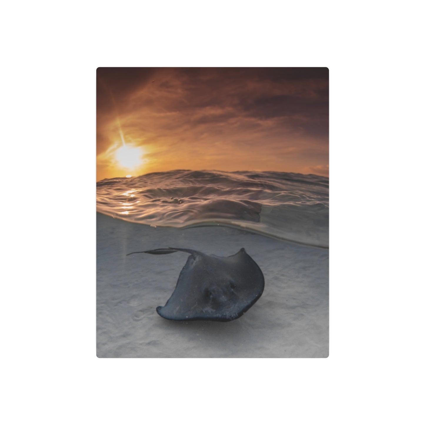 "Stingray Swims" Metal Print