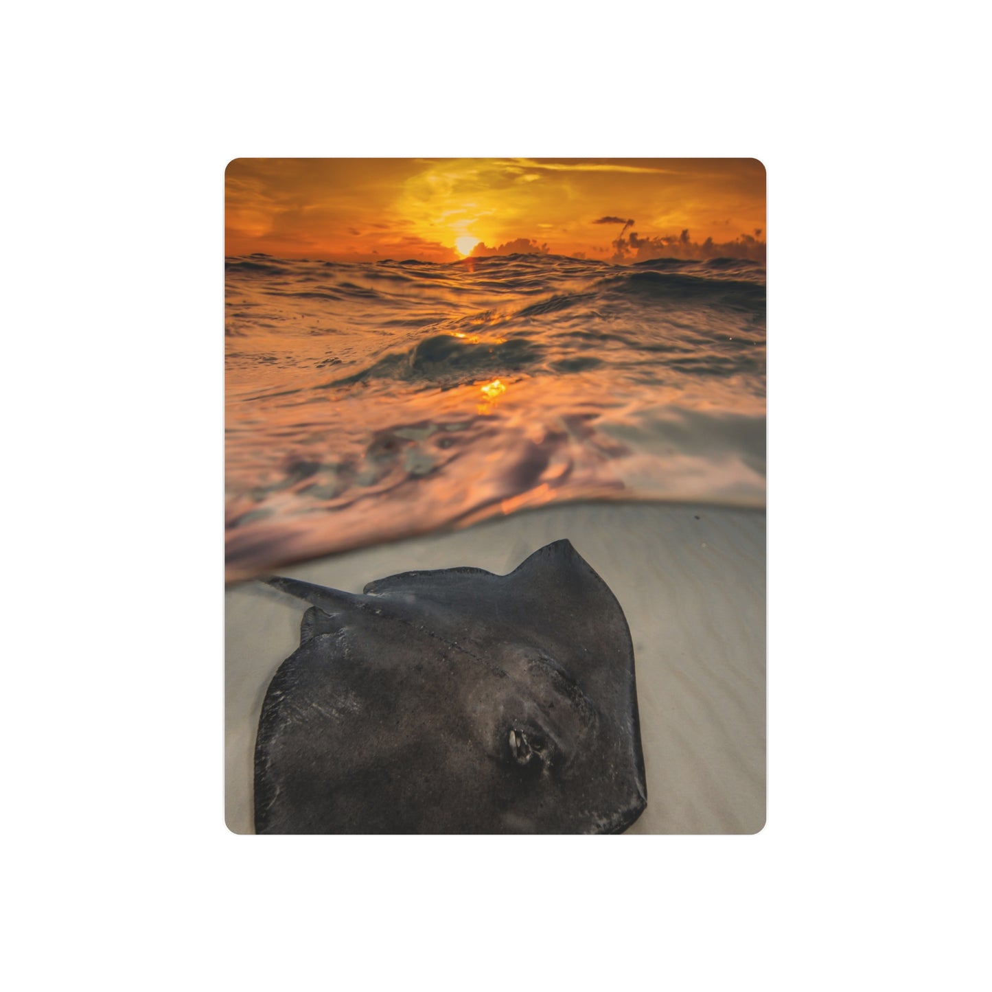 Metal Wall Art - Southern Atlantic Stingray At Sunrise - Grand Cayman