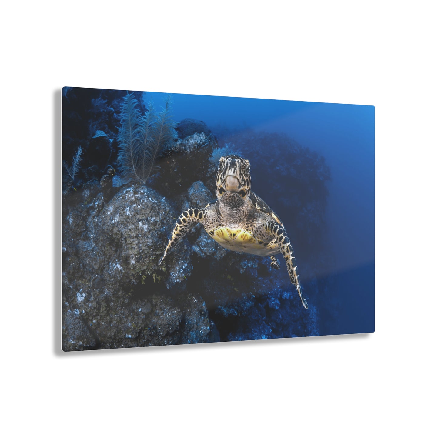 Acrylic Wall Art - Hawksbill Turtle Swims Along The Drop-off - Grand Cayman