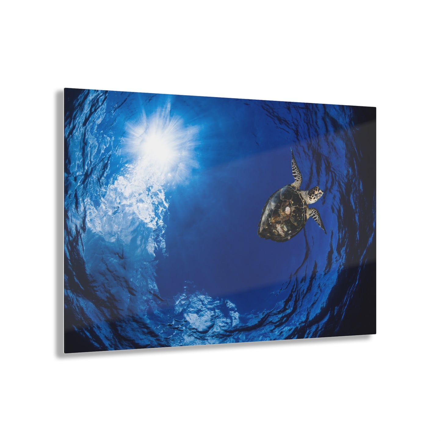 Acrylic Wall Art - Hawksbill Turtle In The Sky Blue Ocean - Grand Cayman