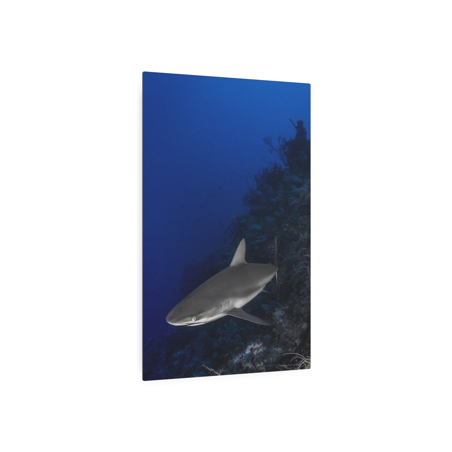 "Grey Day" Metal Print