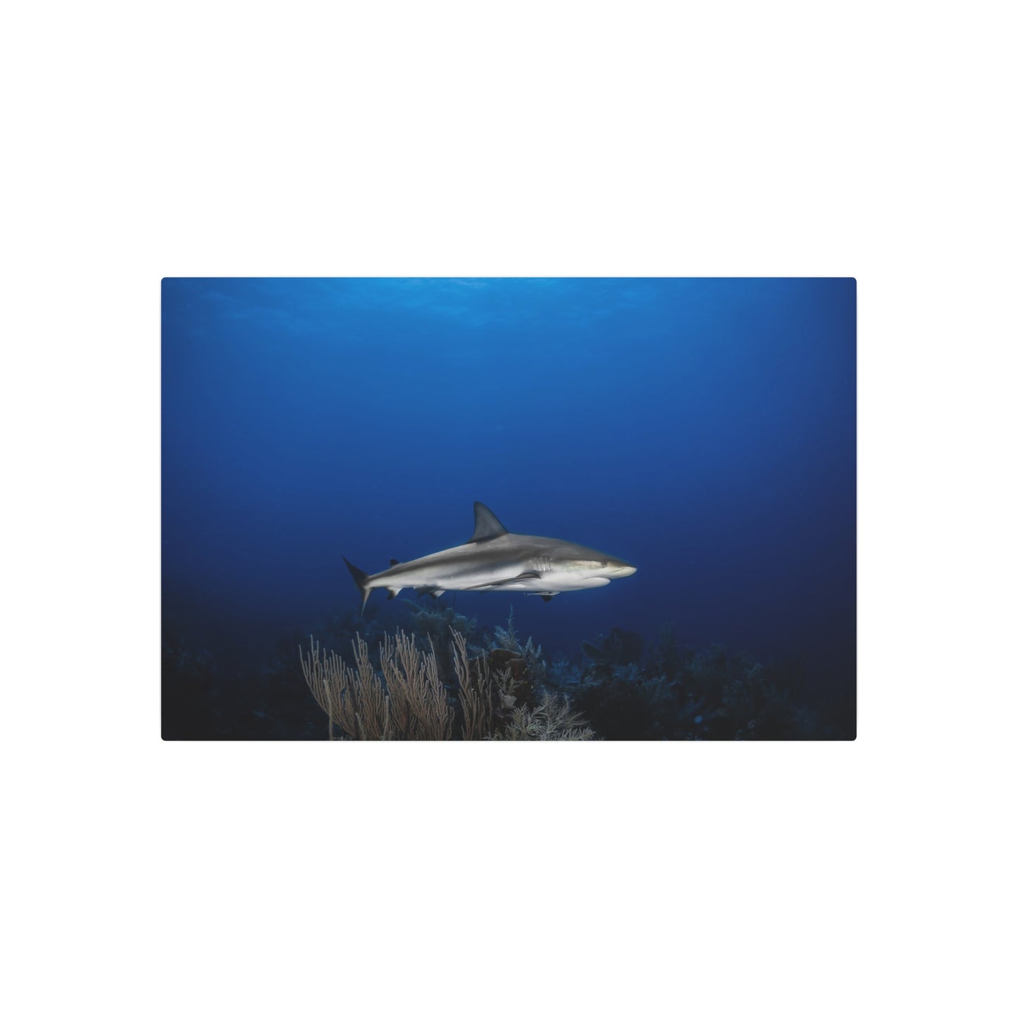 "Shark Center" Metal Print