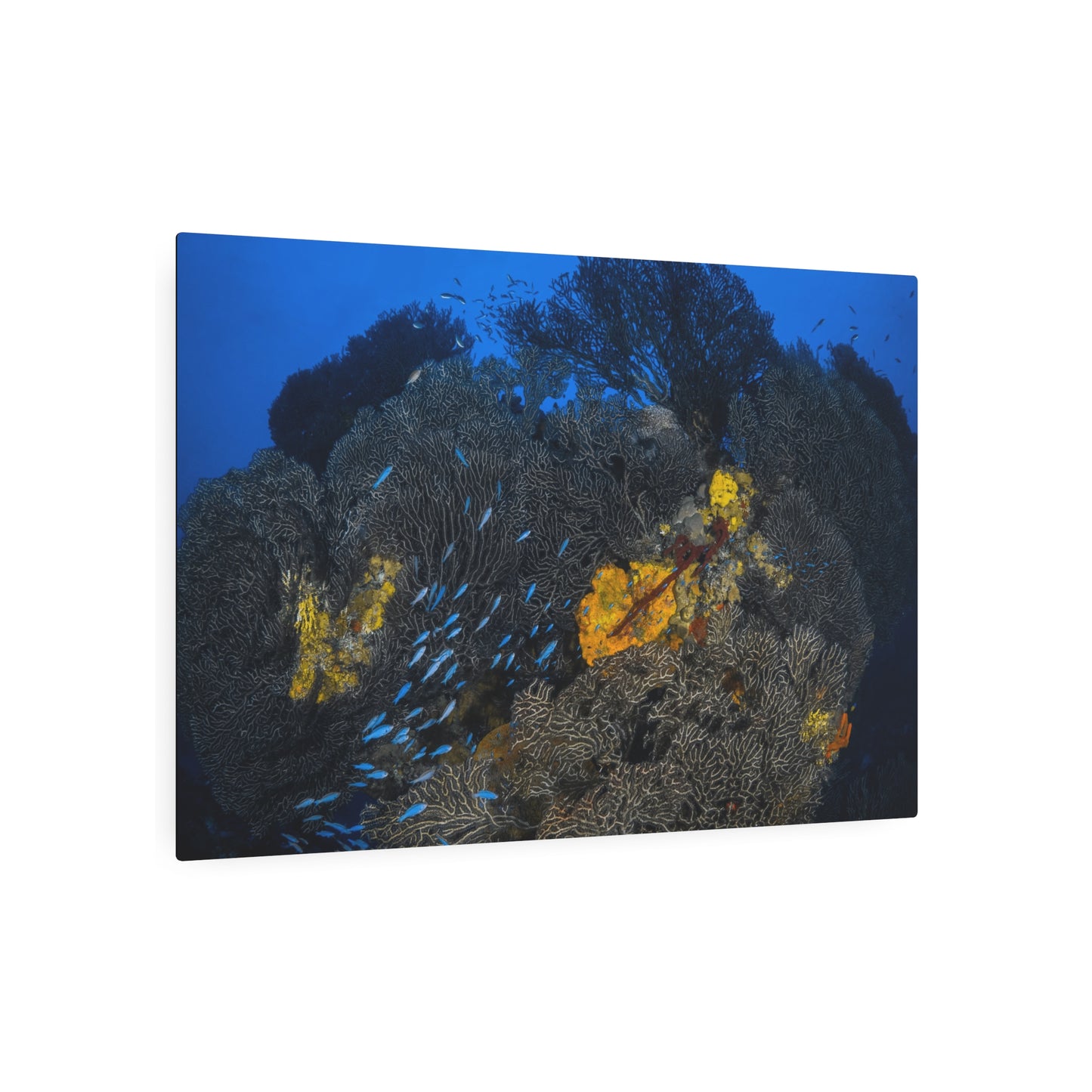 "Fish Flow" - Metal Print