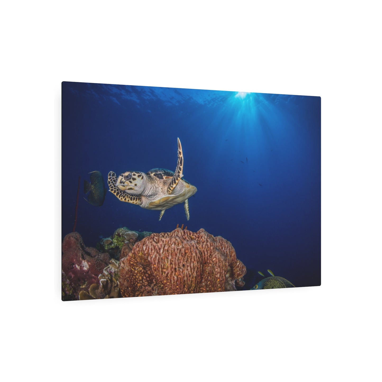 "Hawksbill Turtle Poses Above The Reef" - Metal Print