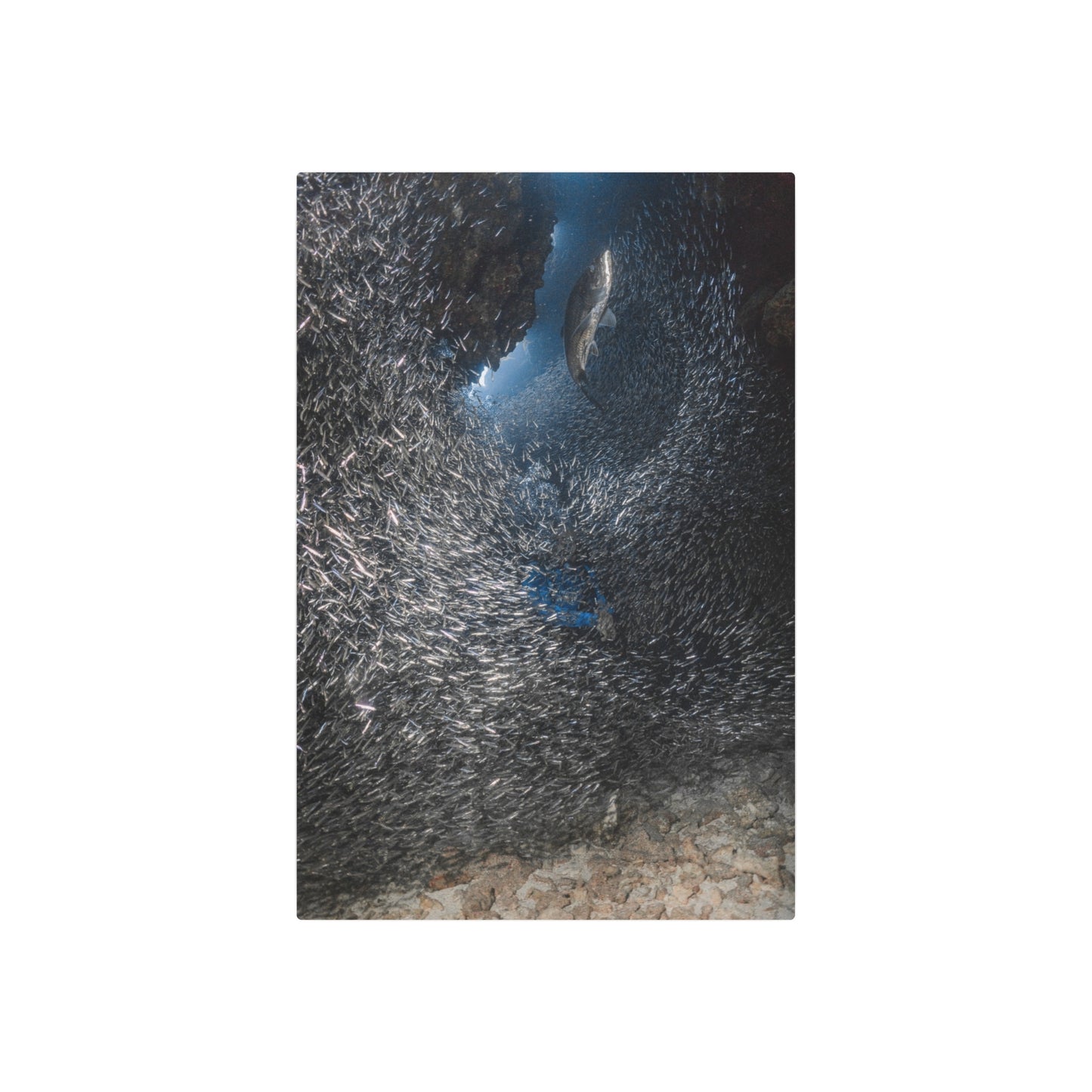 "Feeding" Metal Print