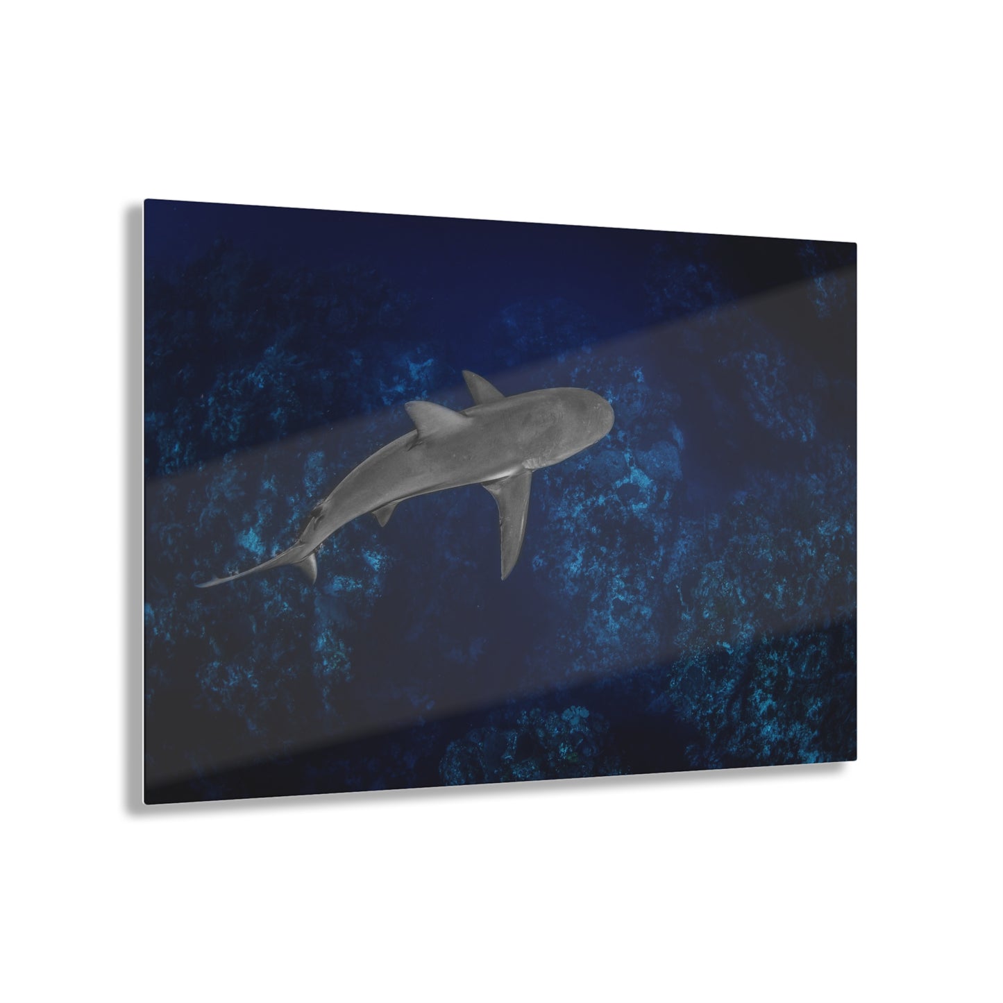 Acrylic Wall Art - Caribbean Reef Shark Cruises The Edge - Grand Cayman