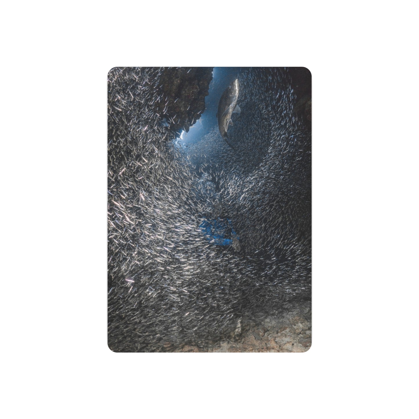 "Feeding" Metal Print