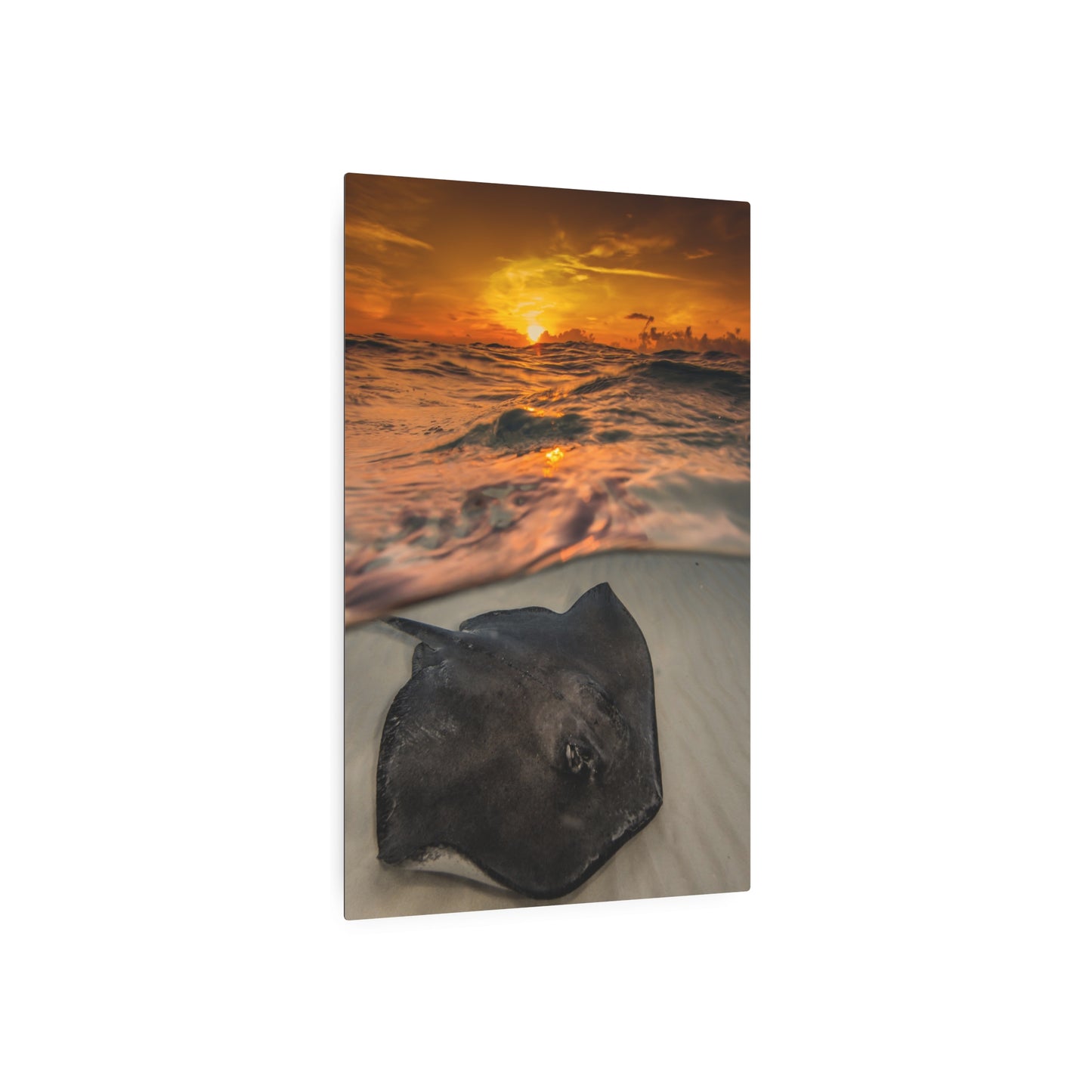 Metal Wall Art - Southern Atlantic Stingray At Sunrise - Grand Cayman