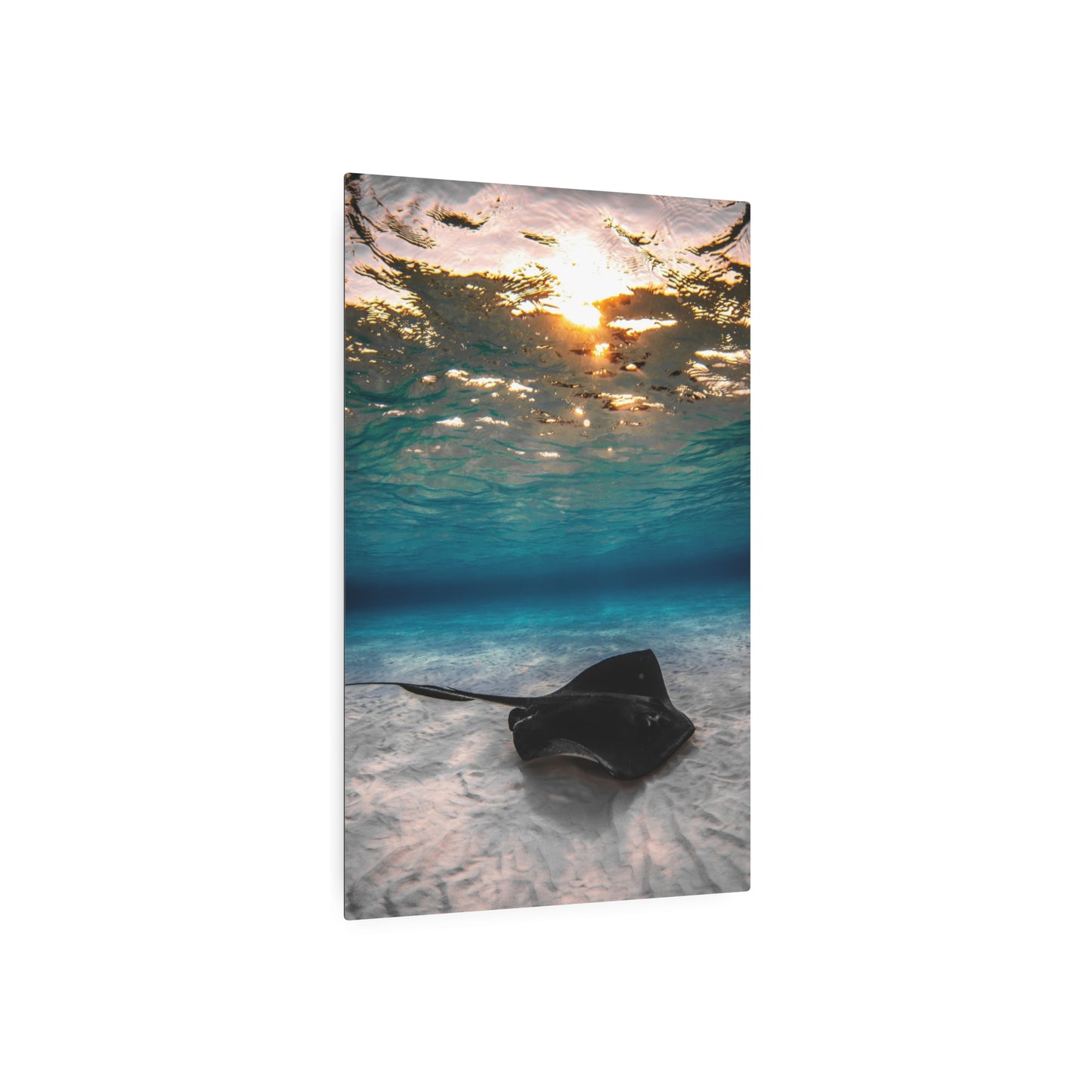"Stingray Sunrise" Metal Print