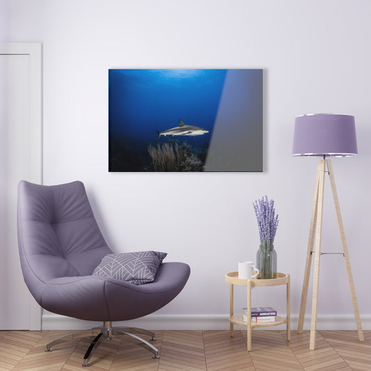 Acrylic Wall Art - Caribbean Reef Shark Encounter While Scuba Diving - Grand Cayman 1