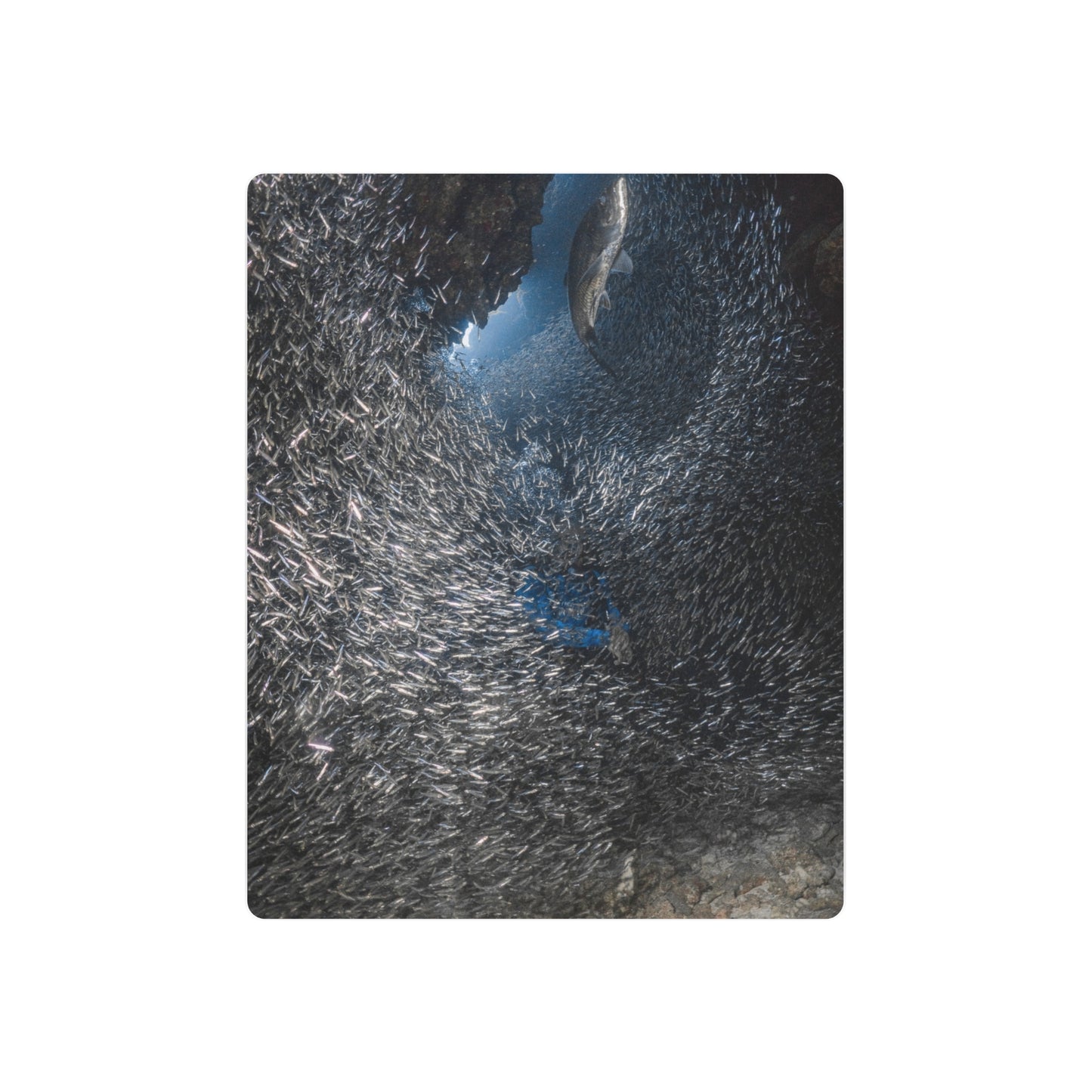 "Feeding" Metal Print