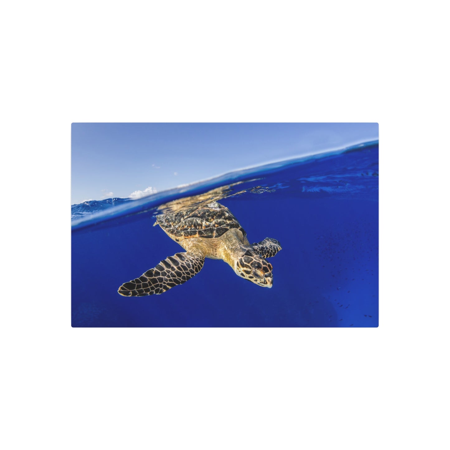 Hawksbill Turtle Dive Grand Cayman - Metal Print