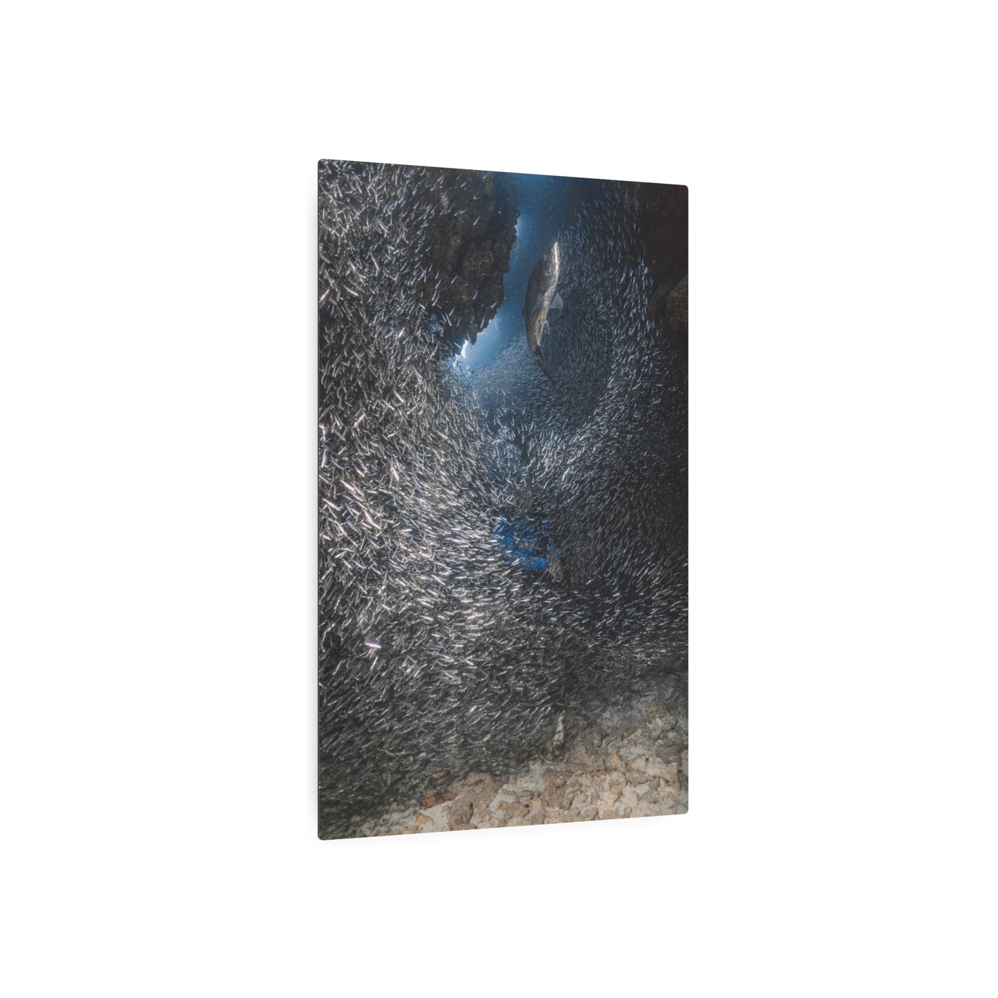 "Feeding" Metal Print