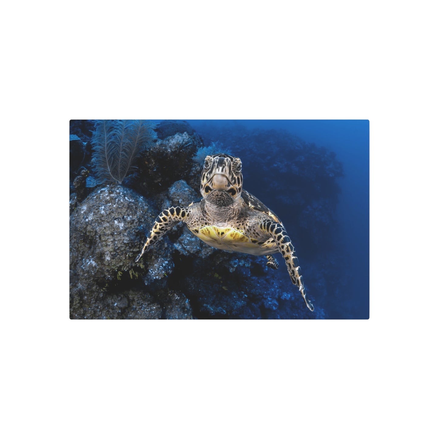 "Turtle Drop-off"  Metal Print