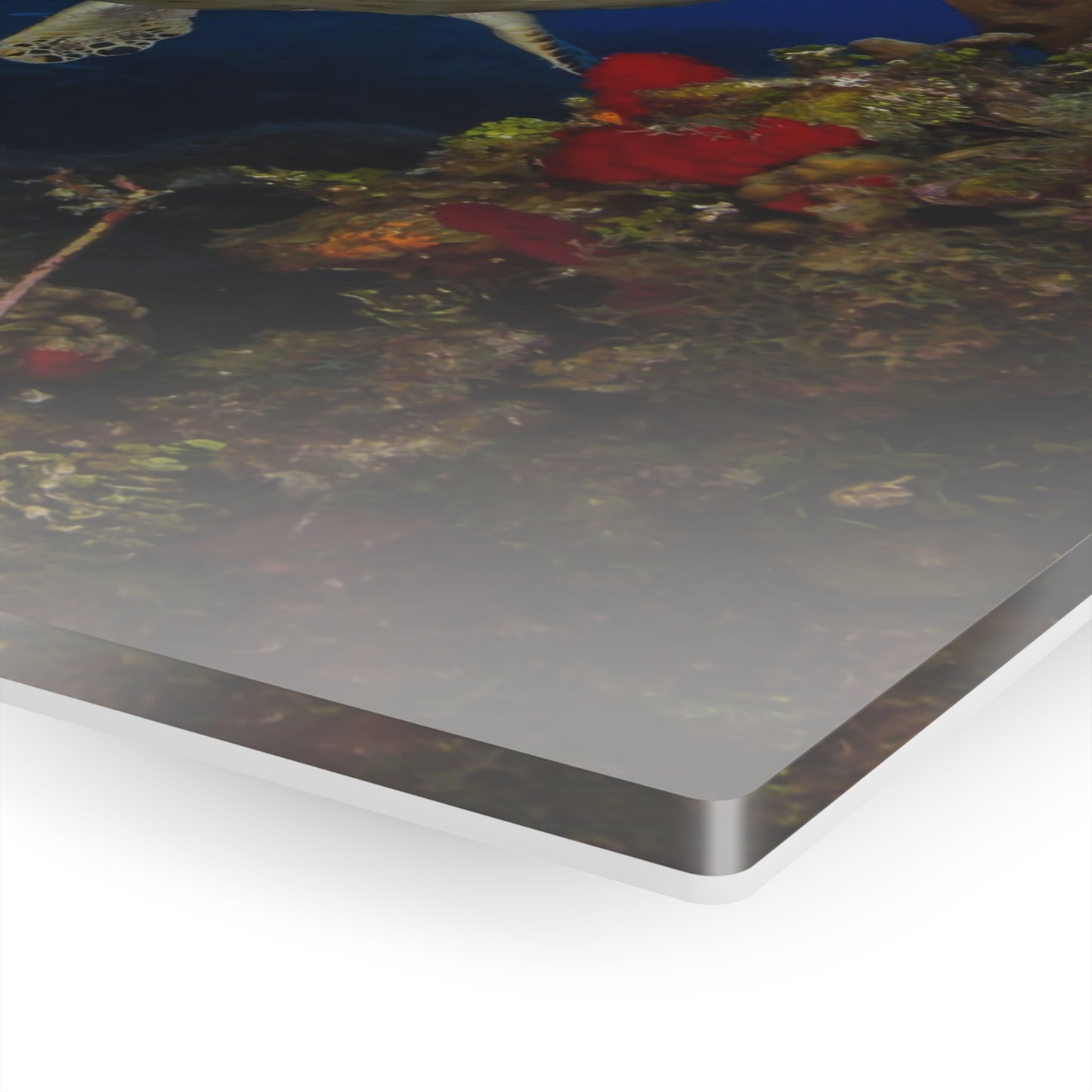 Acrylic Wall Art - Hawksbill Turtle Swims Along The Coral Reef With Ample Sunshine Above - Grand Cayman