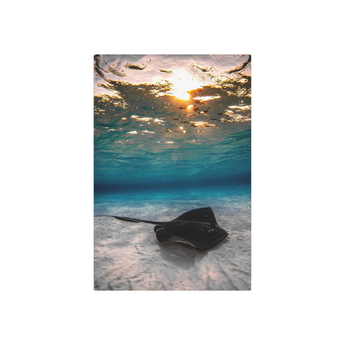 "Stingray Sunrise" Metal Print