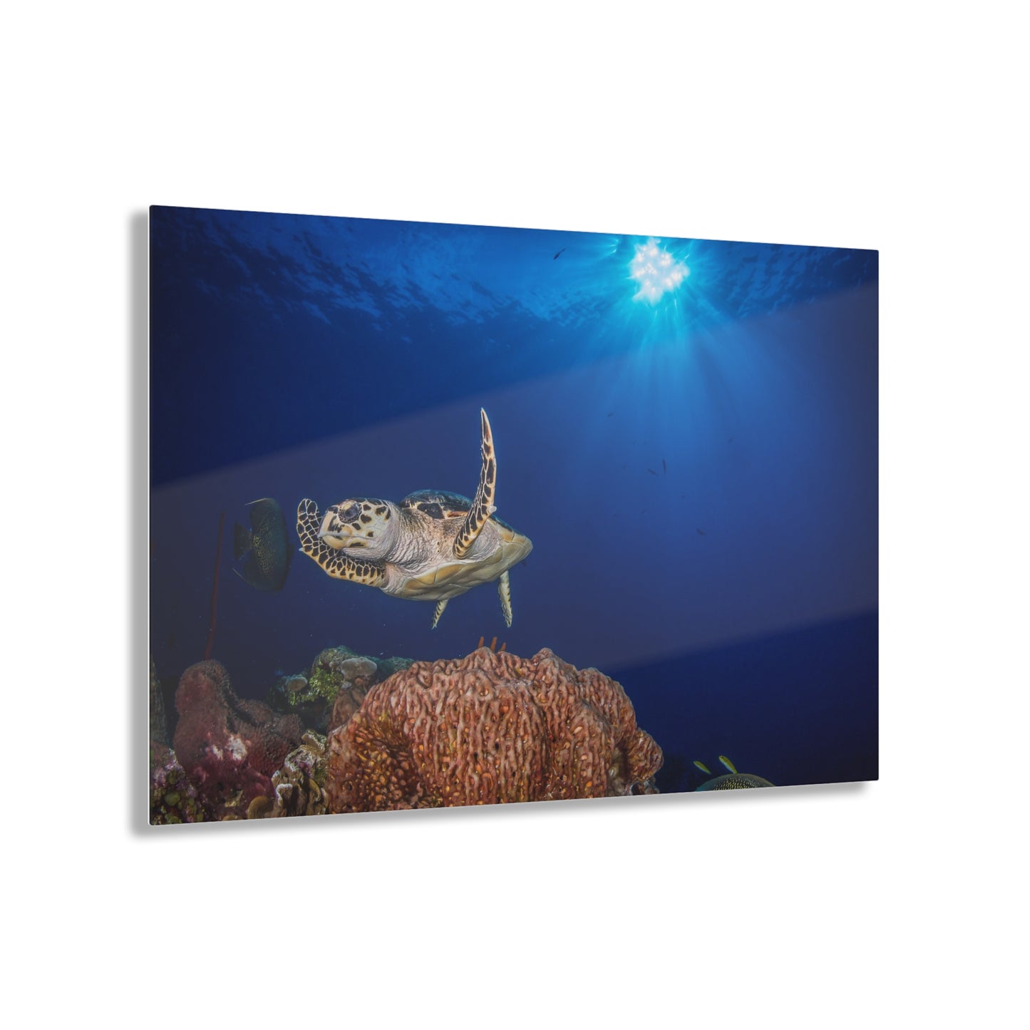 Acrylic Wall Art - Hawksbill Turtle Poses Above The Reef