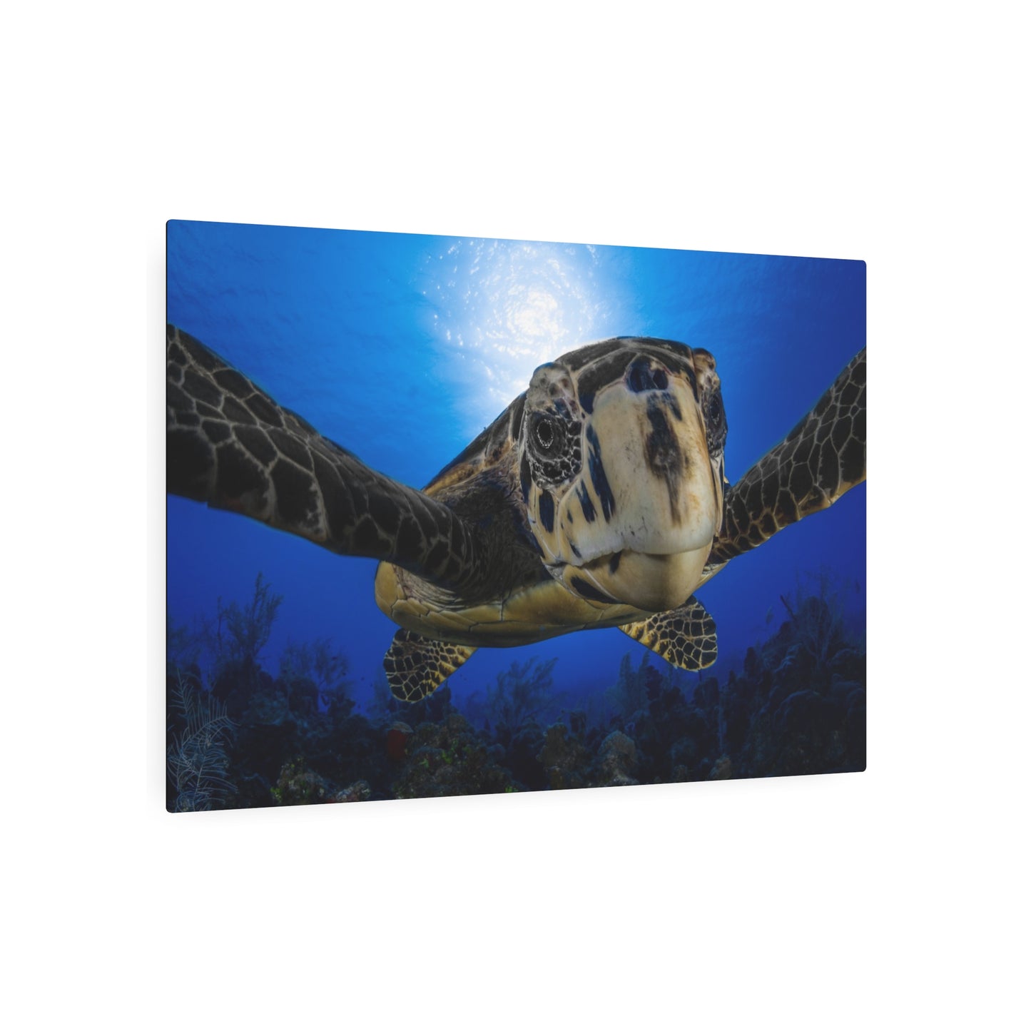 "Turtle Hug" Metal Print