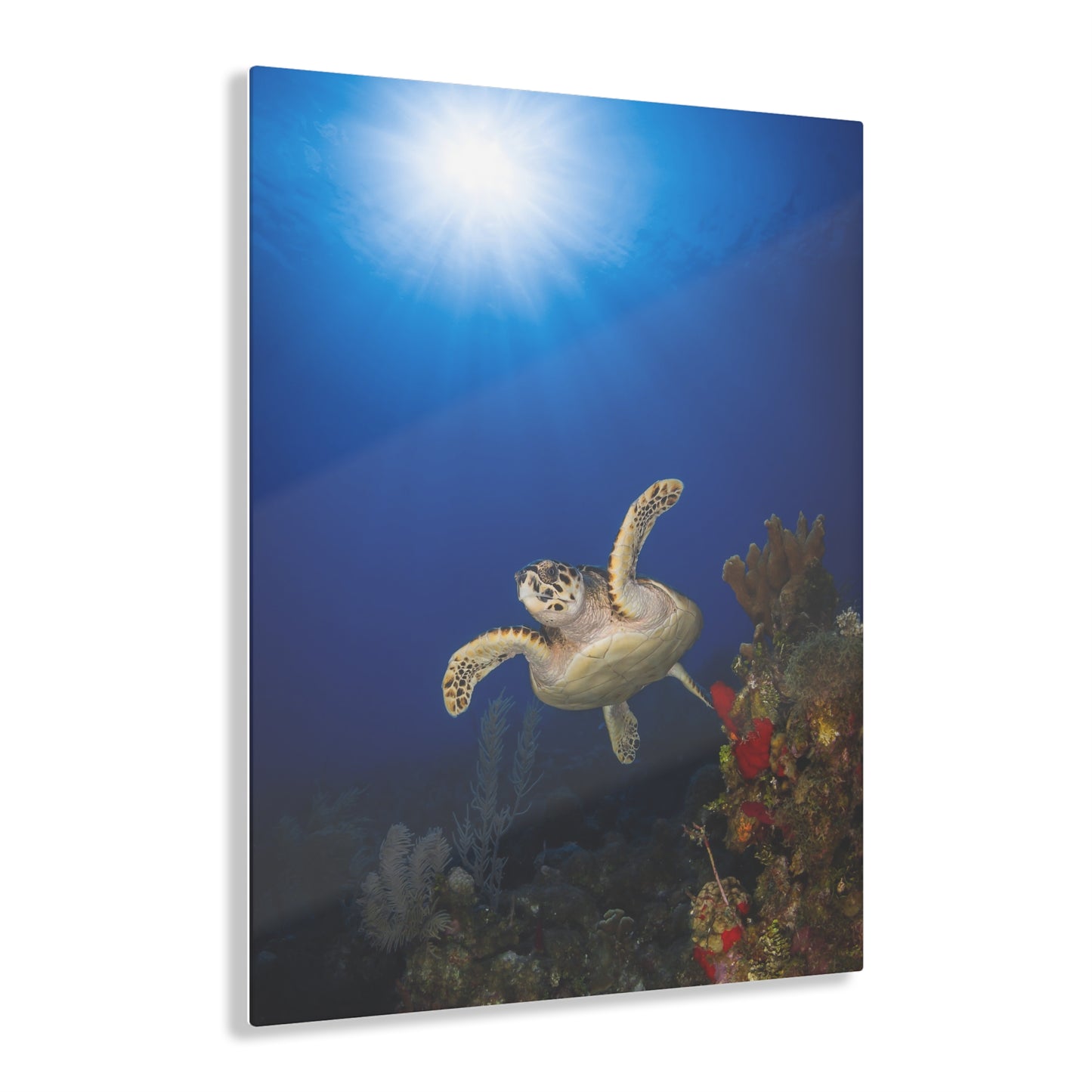 Acrylic Wall Art - Hawksbill Turtle Swims Along The Coral Reef With Ample Sunshine Above - Grand Cayman