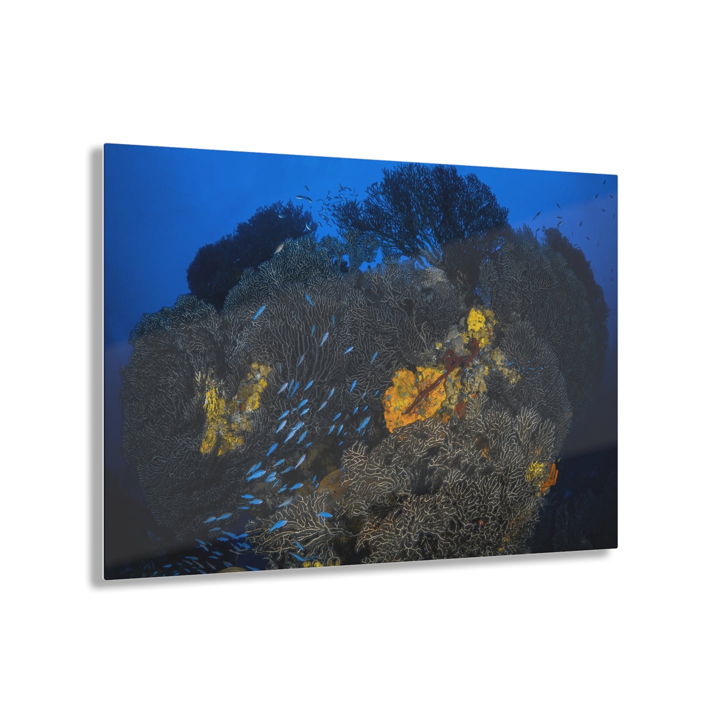 Acrylic Wall Art - Schooling Fish Flow Across a Massive Coral Head