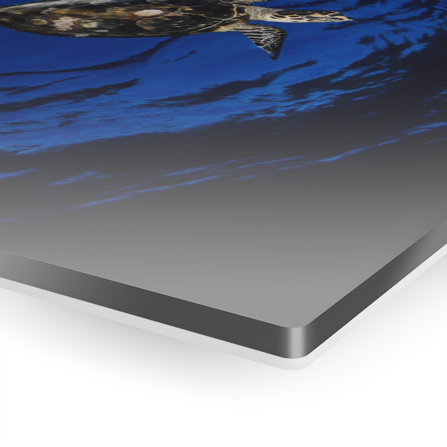 Acrylic Wall Art - Hawksbill Turtle In The Sky Blue Ocean - Grand Cayman