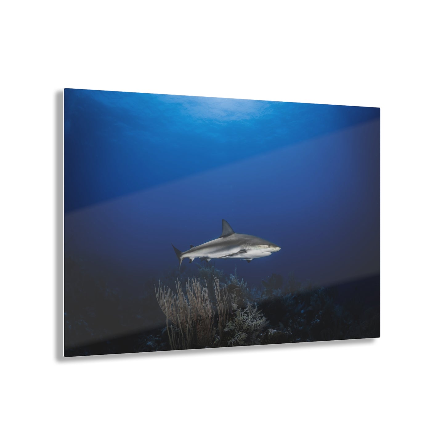 Acrylic Wall Art - Caribbean Reef Shark Encounter While Scuba Diving - Grand Cayman 1