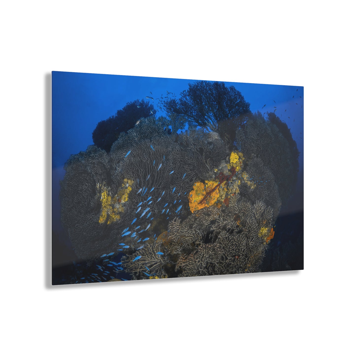 Acrylic Wall Art - Schooling Fish Flow Across a Massive Coral Head