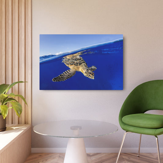Hawksbill Turtle Dive Grand Cayman - Metal Print
