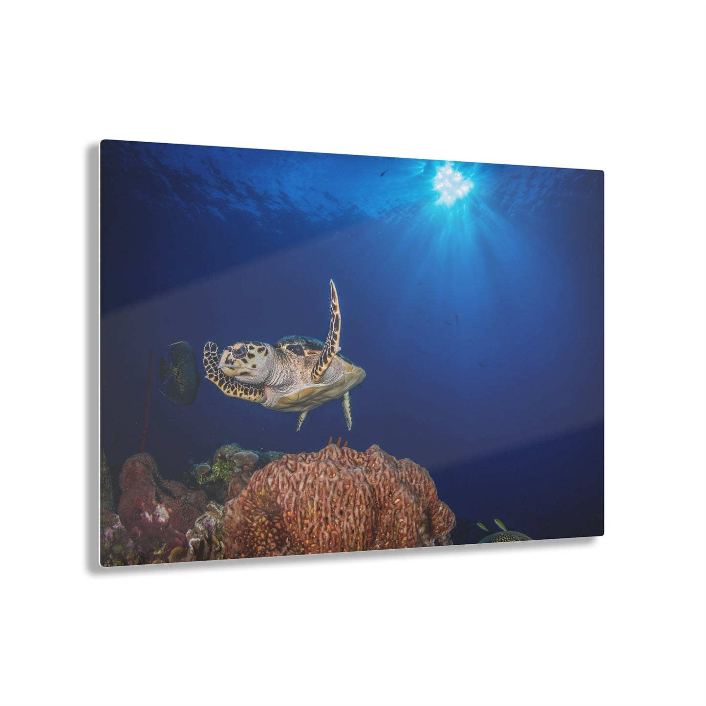 Acrylic Wall Art - Hawksbill Turtle Poses Above The Reef