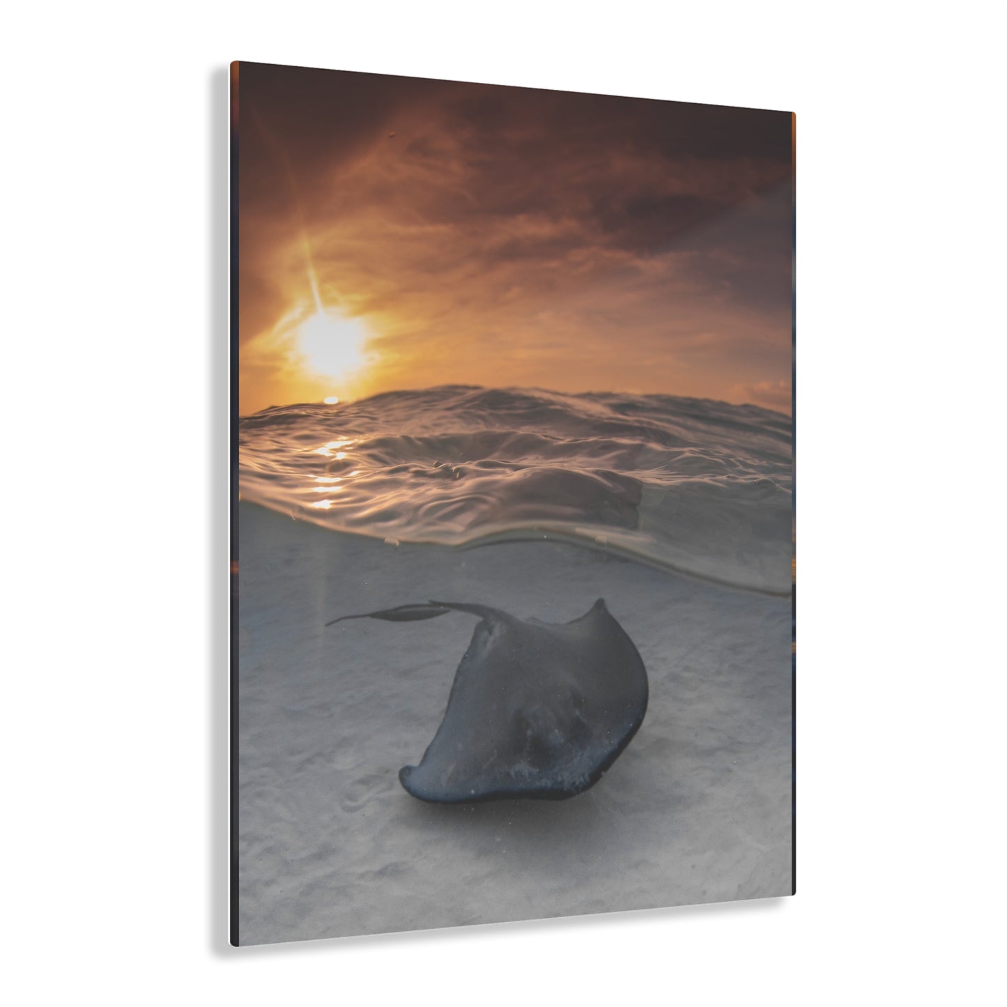 Acrylic Wall Art - A Stingray Swims Along The Sand At Sunrise - Grand Cayman
