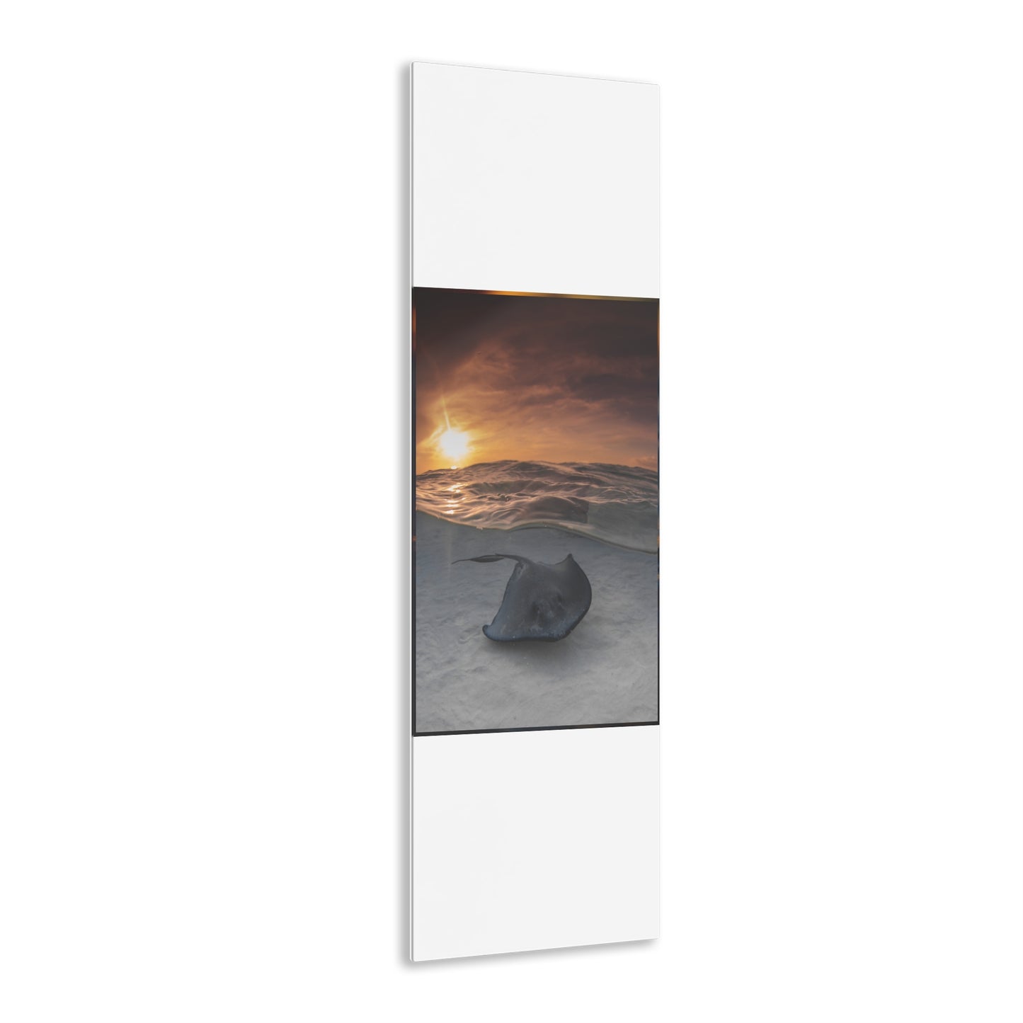 Acrylic Wall Art - A Stingray Swims Along The Sand At Sunrise - Grand Cayman