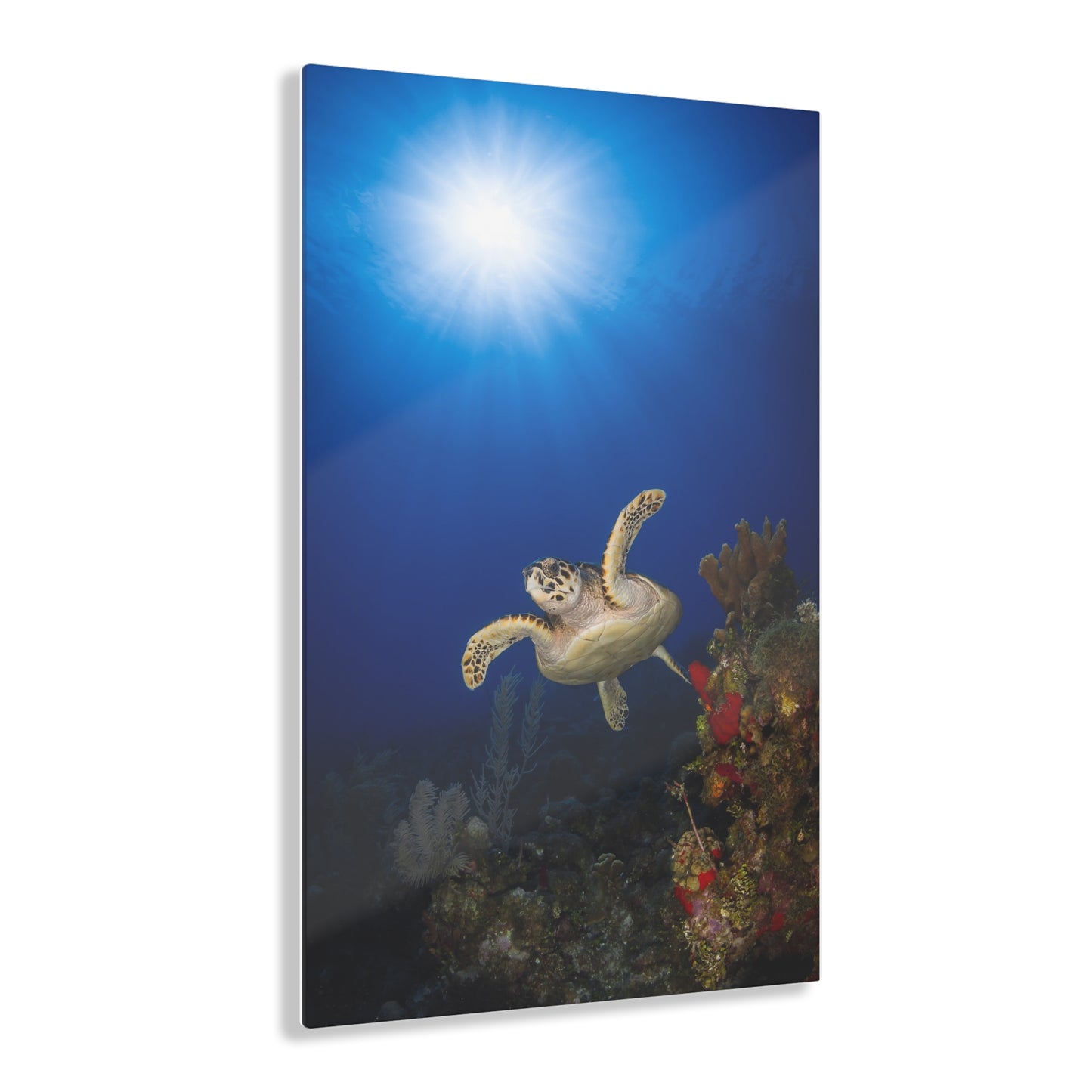 Acrylic Wall Art - Hawksbill Turtle Swims Along The Coral Reef With Ample Sunshine Above - Grand Cayman