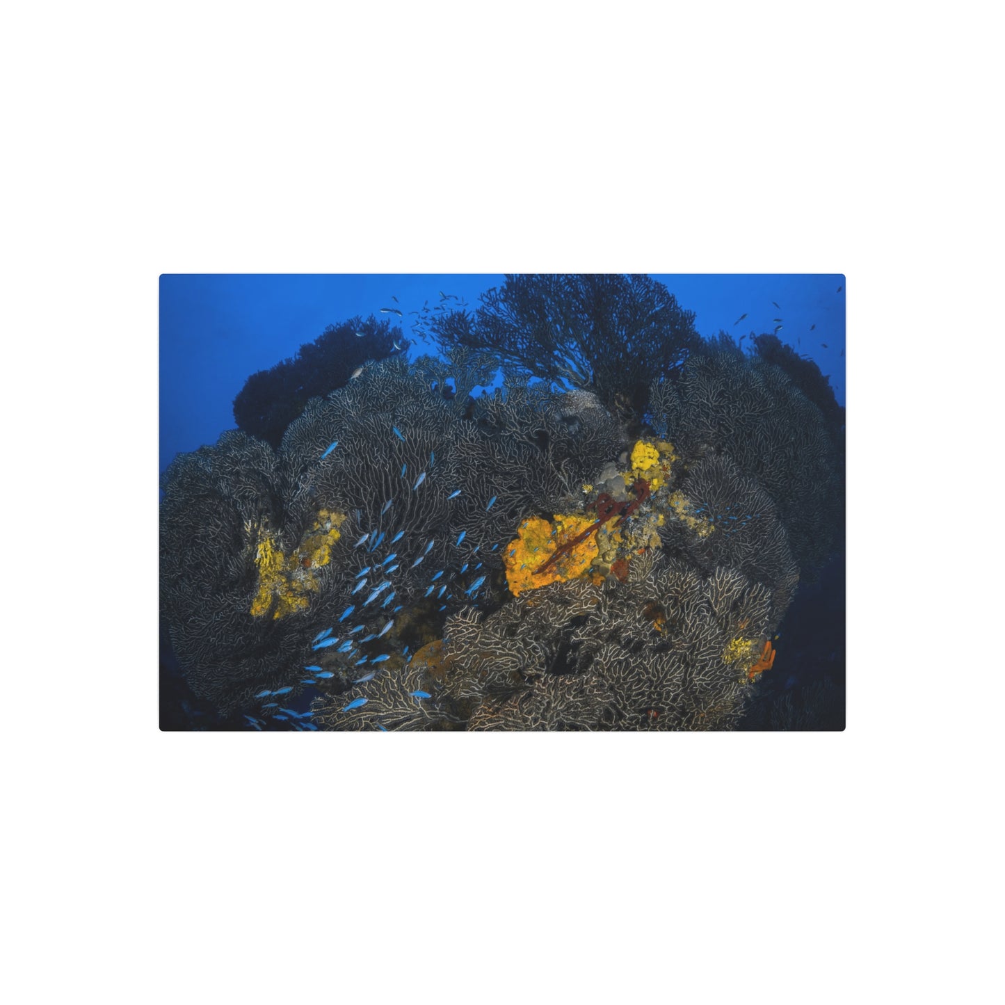 "Fish Flow" - Metal Print