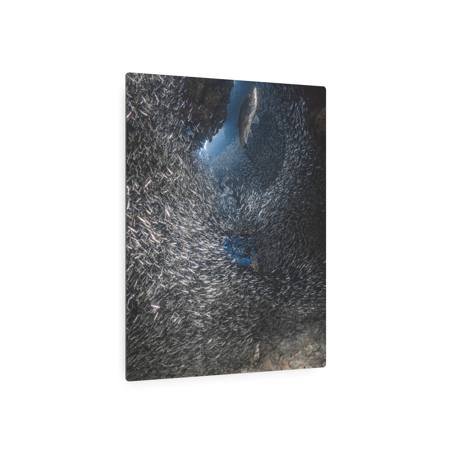 "Feeding" Metal Print