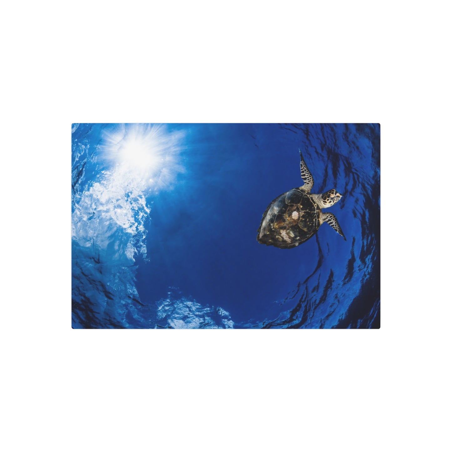 "Turtle In The Sky" Metal Print