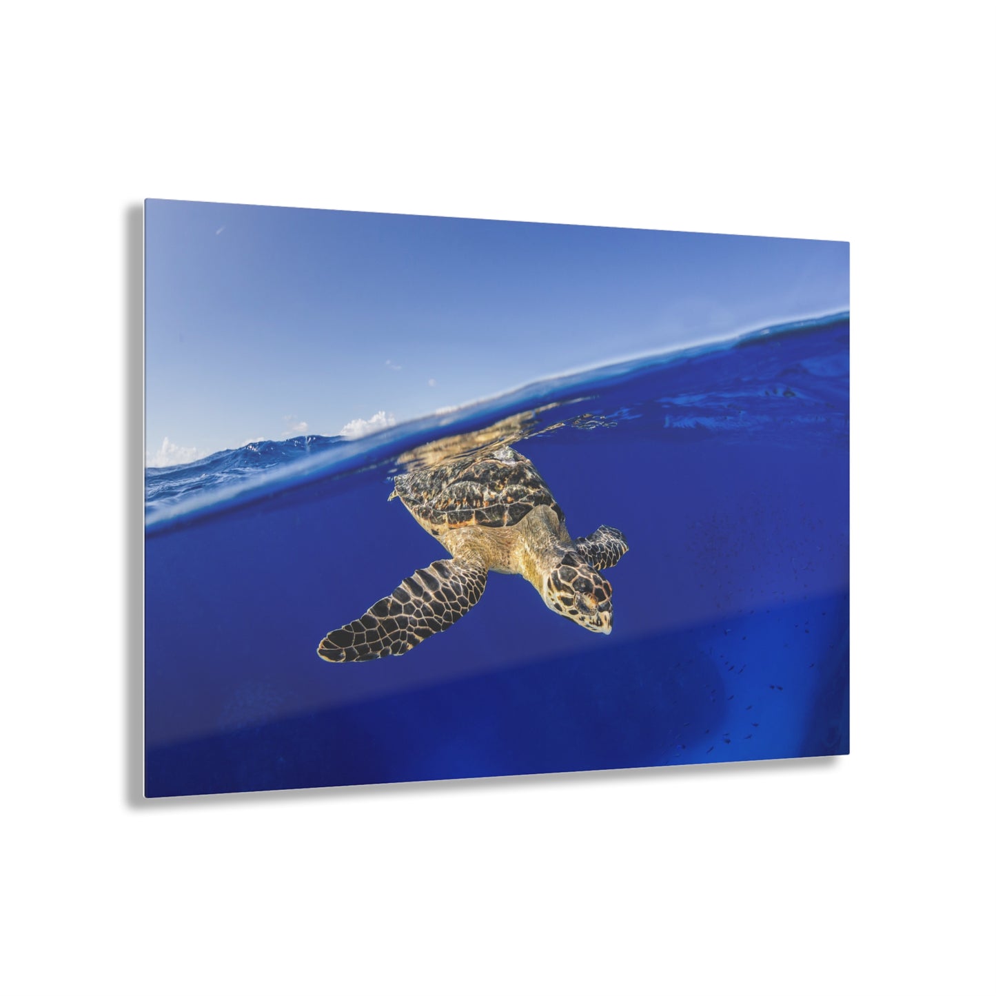Acrylic Wall Art - Hawksbill Turtle Dive Grand Cayman