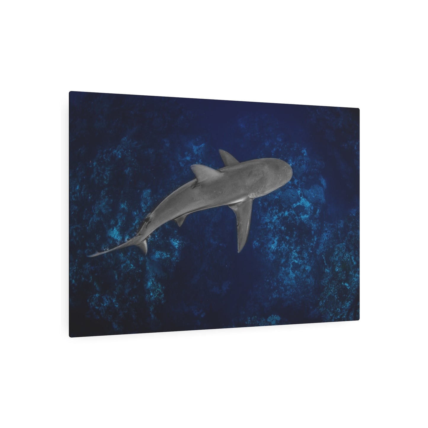 "Caribbean Reef" Metal Print