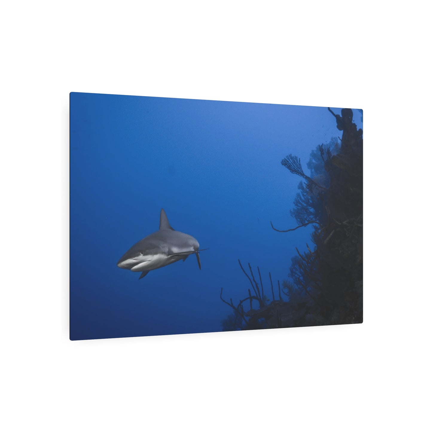 "Reef Shark Cruiser" Metal Print