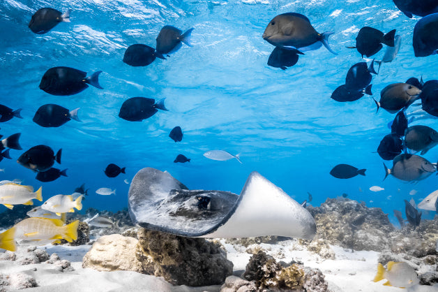 Underwater scene with a stingray and school of fish in clear blue water.